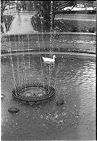 Duck in ECC Fountain 